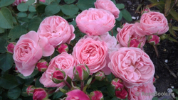 Роза Байландо С7 Закупка М57 июнь 2026