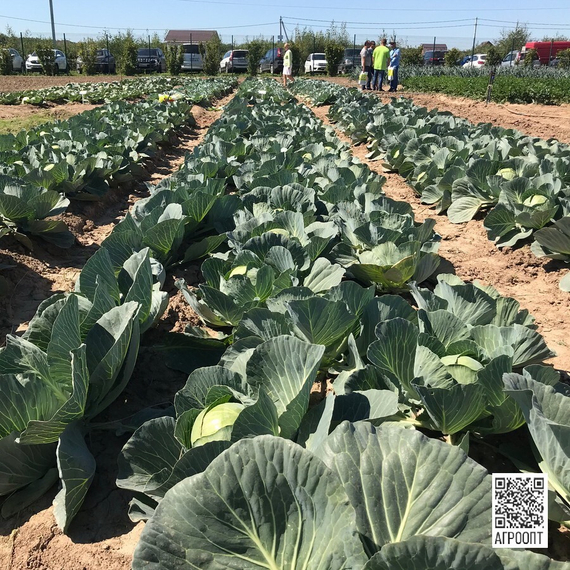 Ориема F1 семена капусты белокочанной (Rijk Zwaan / Райк Цваан) в поле – фото 7