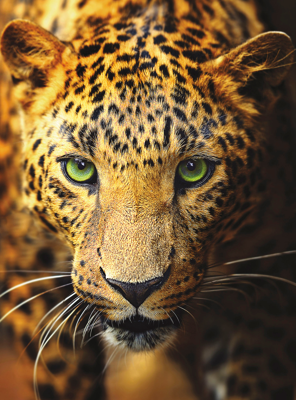 Коллекция Животные