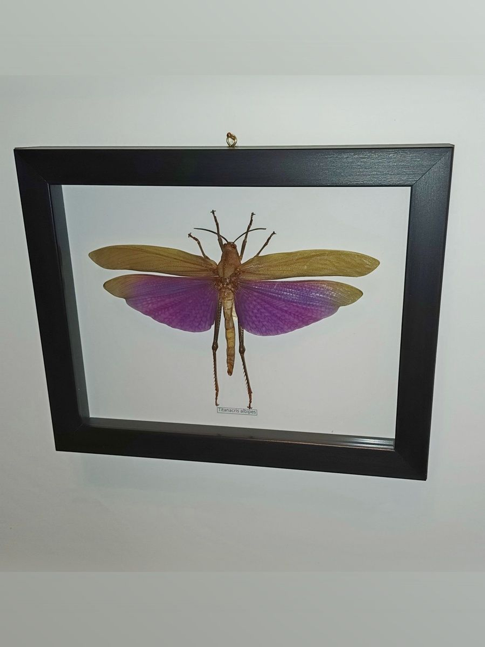 Кузнечик Titanacris самка в рамке