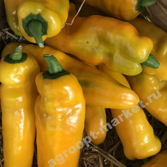 Палермо Юсмит F1 семена перца сладкого (Rijk Zwaan / ALEXAGRO) культура