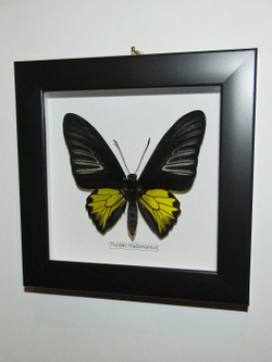 Бабочка Troides rhadamantus в рамке