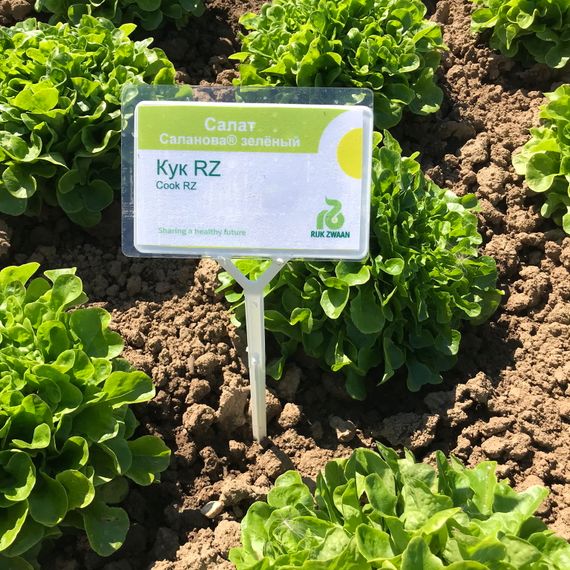 КУК семена салата Rijk Zwaan культура