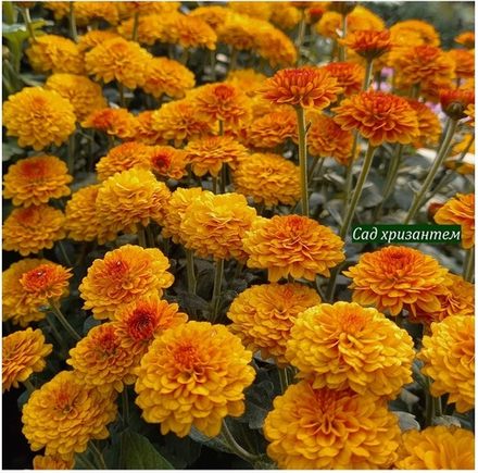 Хризантема мультифлора Морго м.8 /поставка весна 2026г/