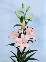 Лилия Пигаль (ЛА – гибрид)