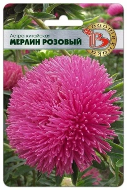 Астра семена