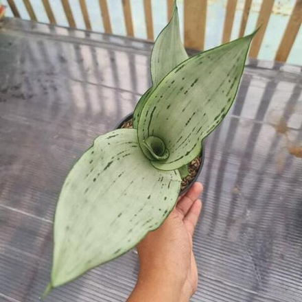 Сансевиерия BRAZILIAN