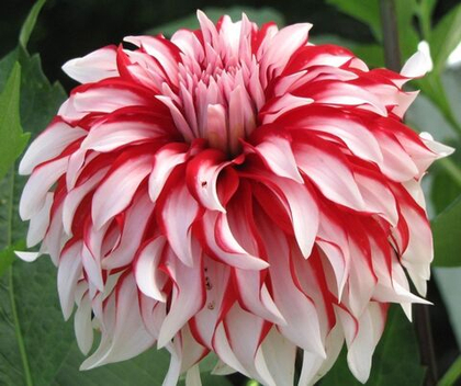 Георгина Санта Клаус / Santa Claus