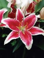 Лилия Старфайтер (Восточный гибрид)