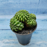 Gymnocalycium Spineless Crested form (Гимнокалициум Кристатный)