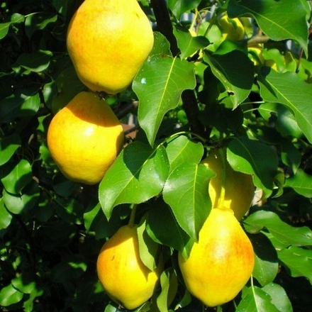 Груша раннеосенняя Добрянка