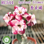 Адениум обесум APRICOT FLOWER