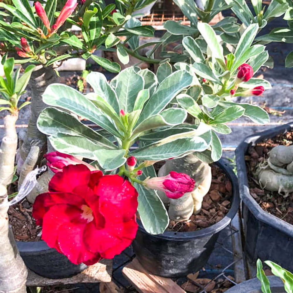 Адениум вариегатный HASSADEE VAR