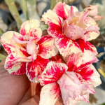 Адениум ATHIT SONG GROT – SUN HALO (VIRUS)