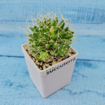 Mammillaria Longimamma (Маммилярия)