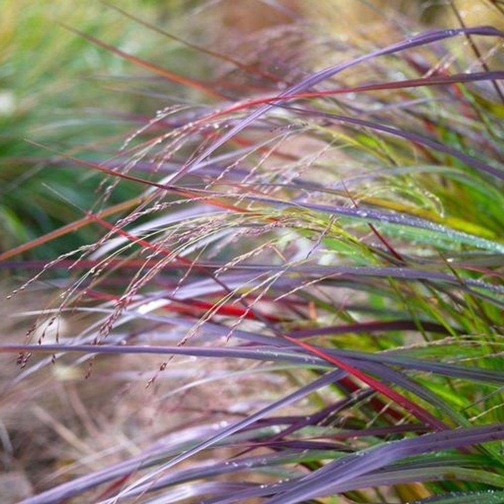 Просо прутьевидное "Squaw". Panicum virgatum "Squaw".