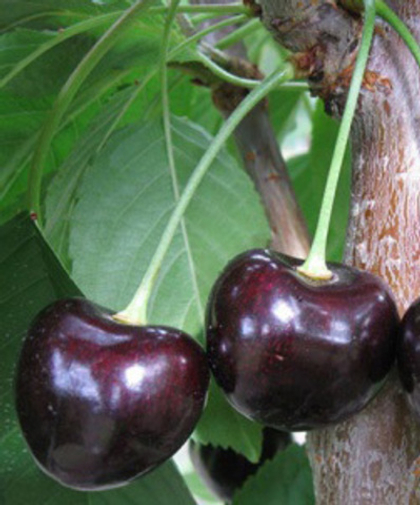 Черешня Ленинградская черная (ОКС)