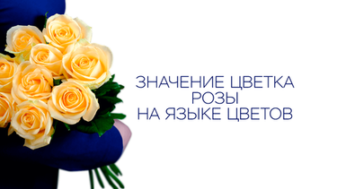 Значение цветка розы на языке цветов