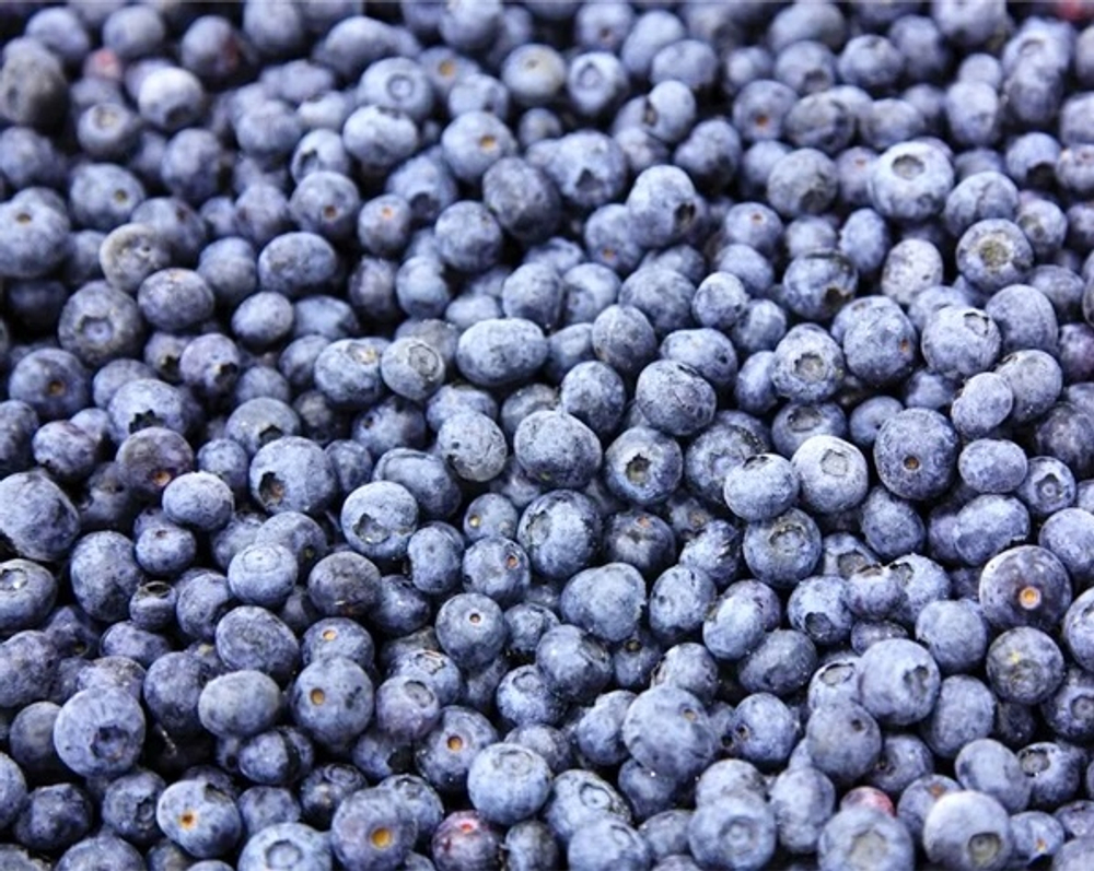 Байкальская черника