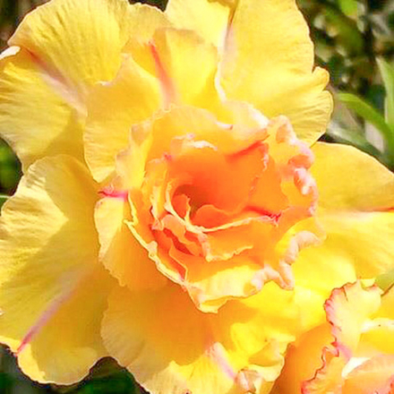Адениум 246-SAIGON YELLOW