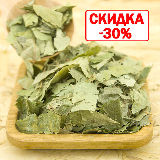 Береза повислая (лист)