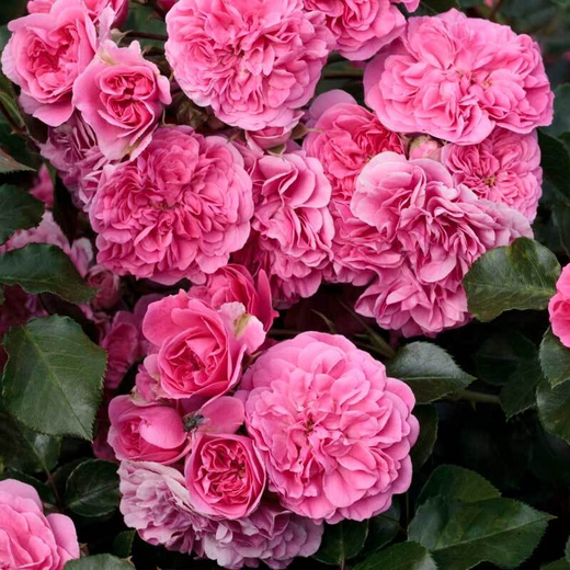 Роза Ле Катр Сезон штамб 120-140 см Закупка М21 весна 2026