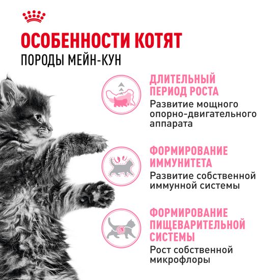 Royal Canin Kitten Main Coon для котят породы Мейн Кун Royal Canin Kitten Main Coon для котят породы Мейн Кун