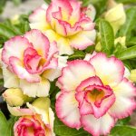 Адениум PLOY NAPPHAN