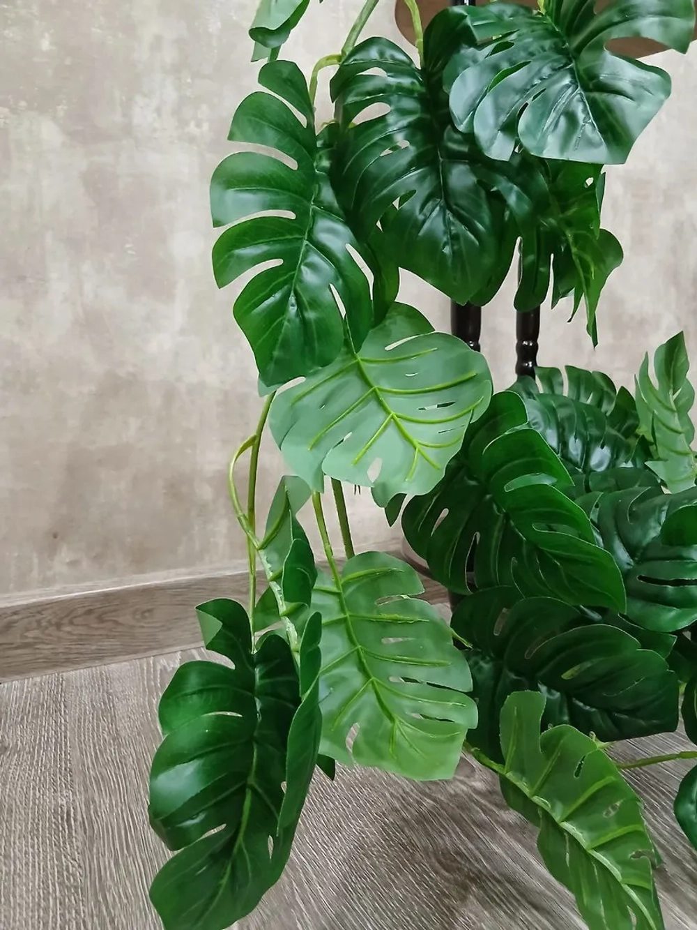 Лиана монстера 36 листьев, 1,8 м.