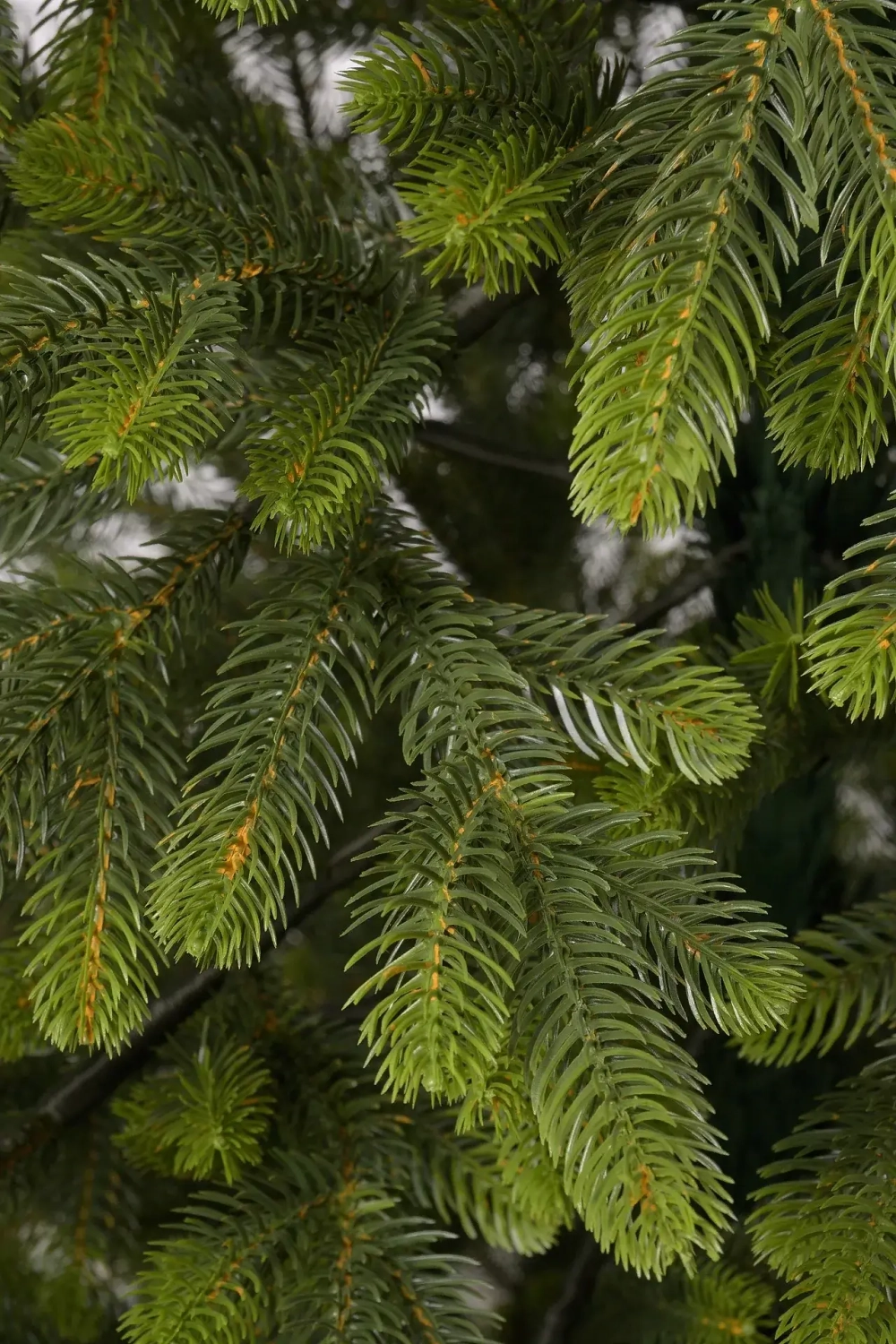 Ель искусственная Богородская 170 см., 100 % литая хвоя, ЕлкиТорг (218170)