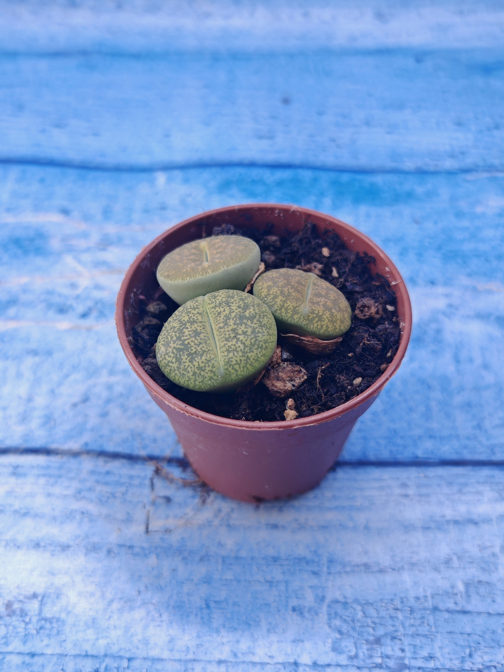 Lithops sp. (Литопсы)