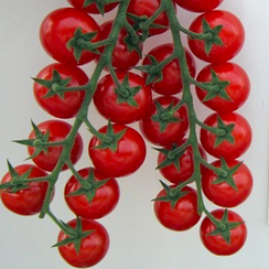 Хуанита F1 семена томата (Seminis / Семинис)