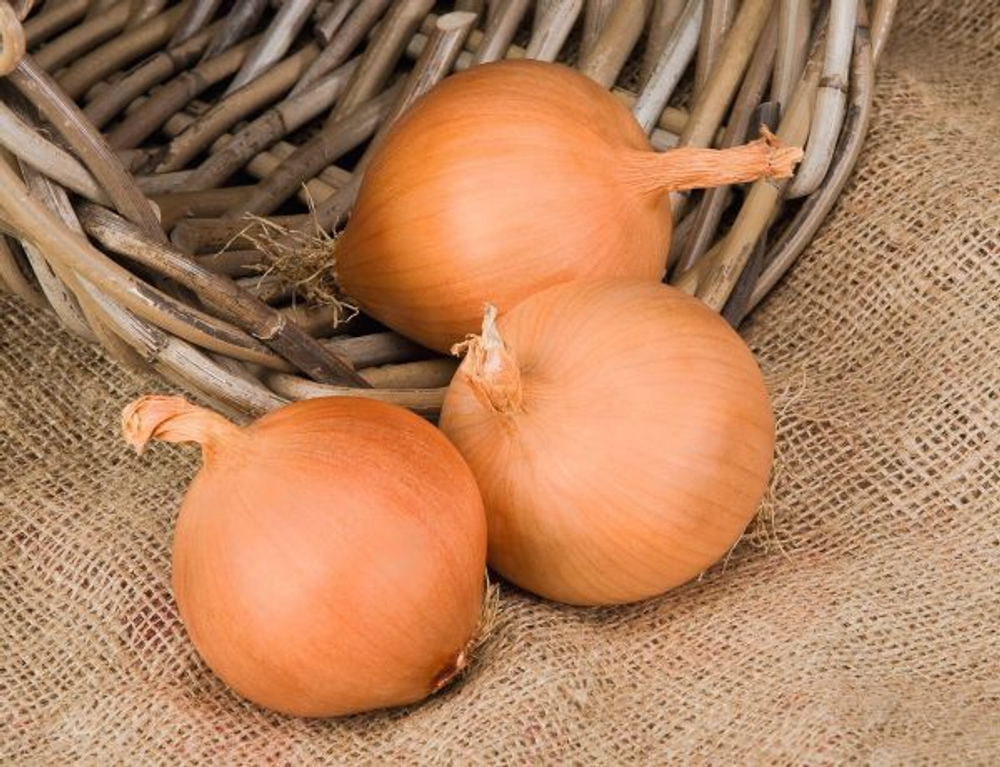 Лук-реп. Манас F1  0,5г Мировые Семена VITA GREEN