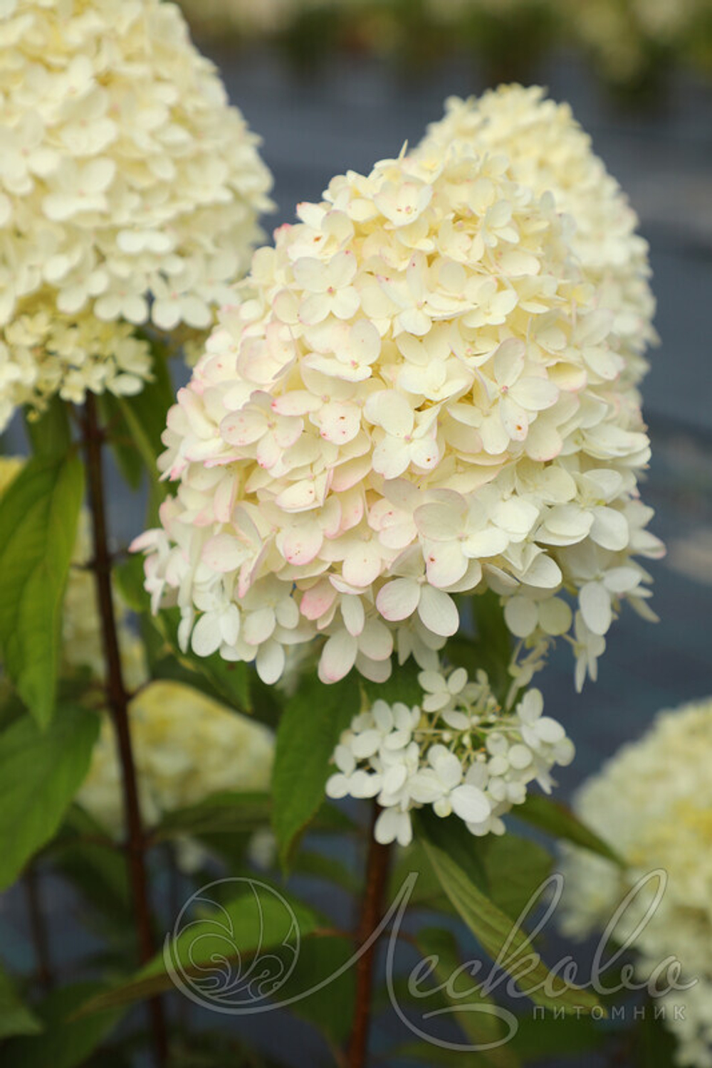 Гортензия метельчатая Magical Sweet Summer