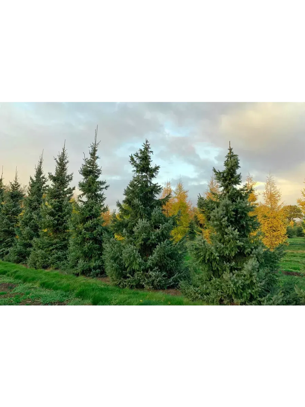Саженец Ель сербская