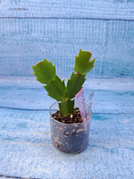 Schlumbergera cv. Rosa Brazil (Шлюмбергера)