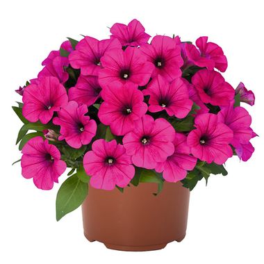 32301 Петуния POTUNIA NEON (ВЕСНА 2025)