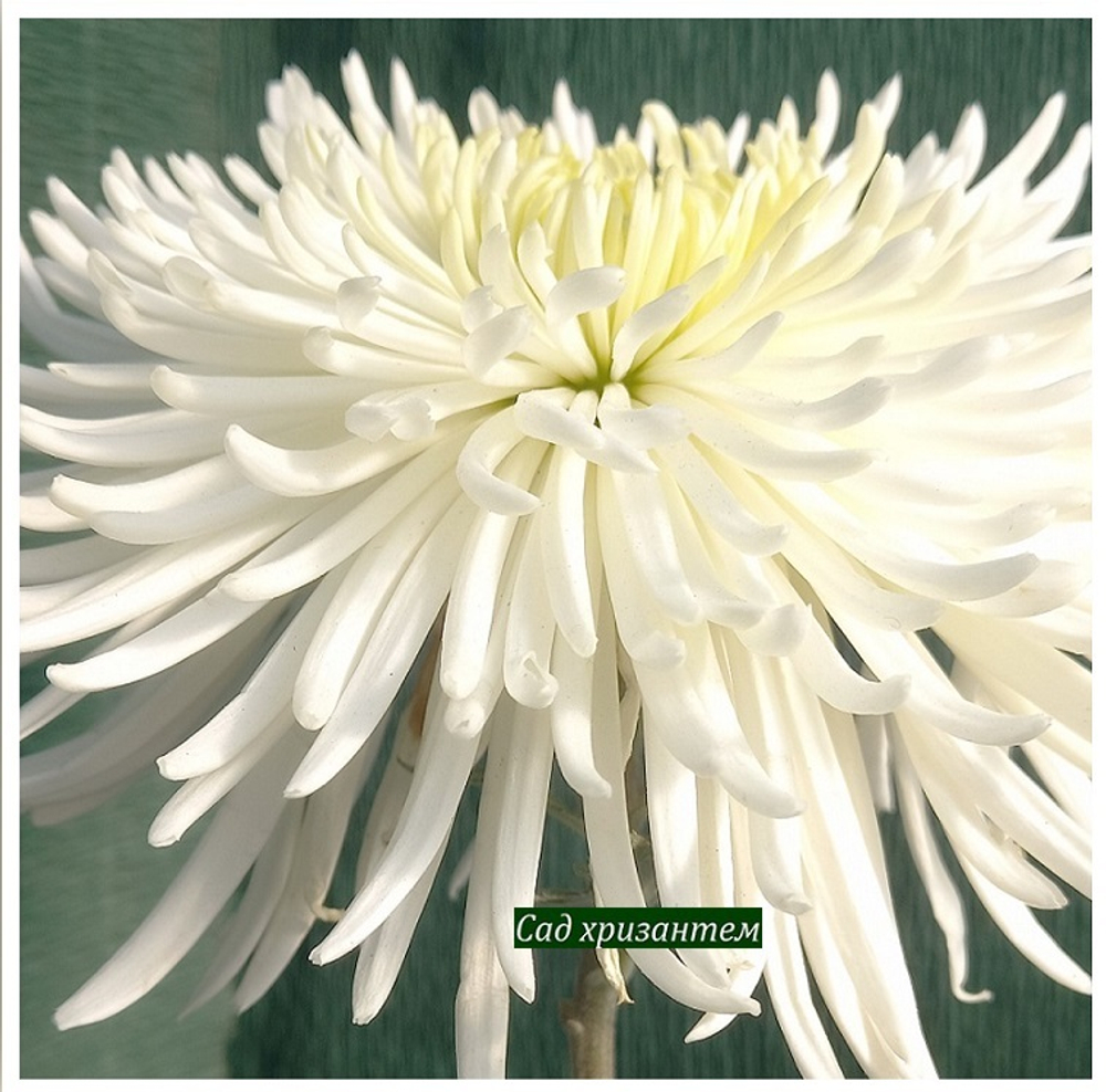Хризантема одноголовая Спайдер белый  ☘ о.79   (временно нет в наличии)