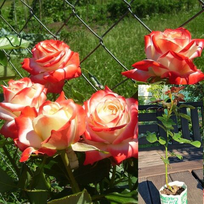 Роза Императрица Фарах чайно-гибридная, саженец с ЗКС.