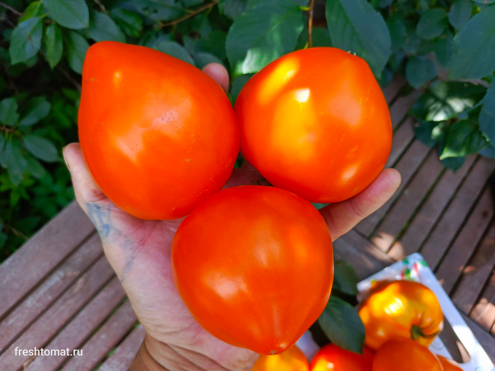 Озеро Брэт жёлтое сорт томата