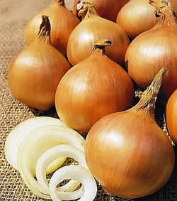 Лук-севок Стурон 0,5кг