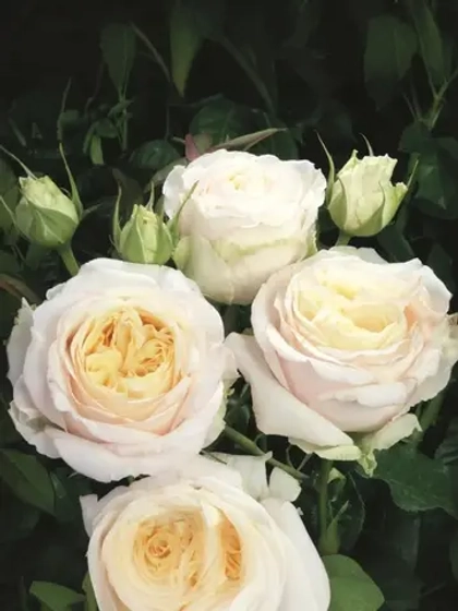 Роза чайно-гибридная Мистери Герл