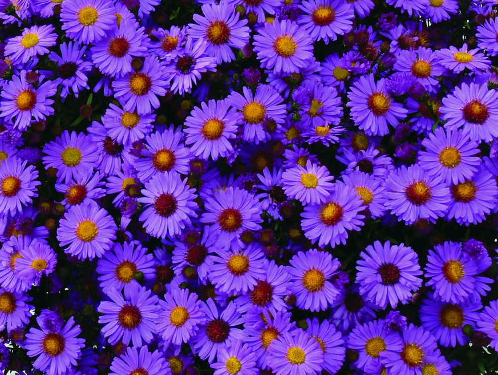 Астра ново-бельгийская Арал в контейнере 0,5 май