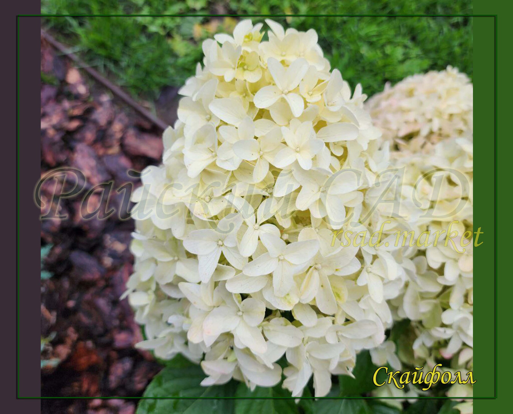 Гортензия метельчатая Скайфолл - Небесное Падение (Hydrangea paniculata `Skyfall`)