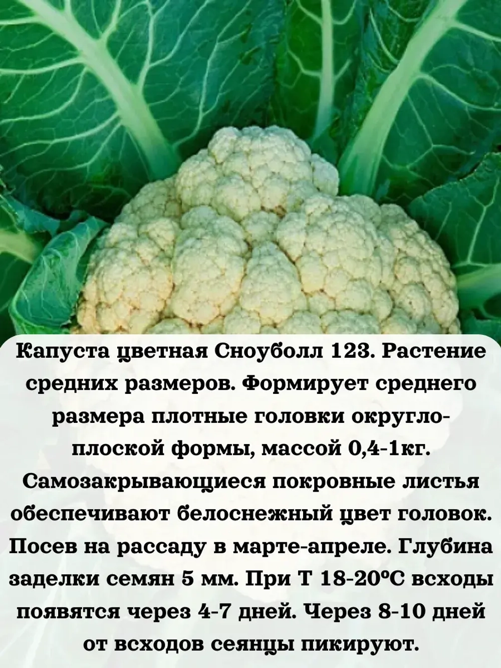 Семена Капуста для продажи рассады набор 8 шт