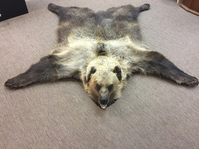 Шкура медведя, натуральная, выделанная