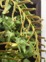 Панно с искусственными растениями