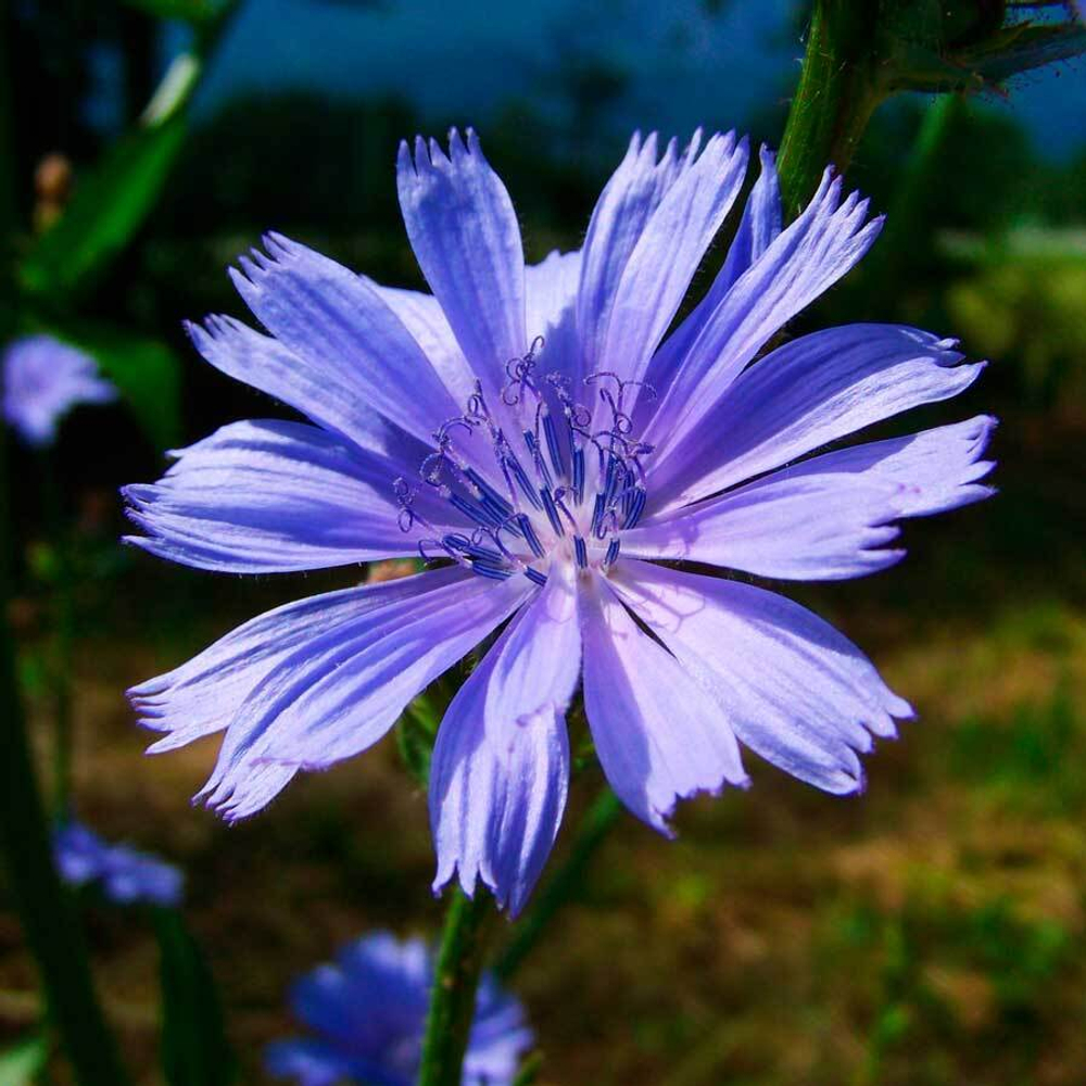 Фотка цикория-adonnis.ru