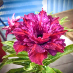 Адениум обесум 210 Định Mệnh