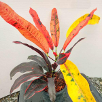 Кротон JUDO DAENG